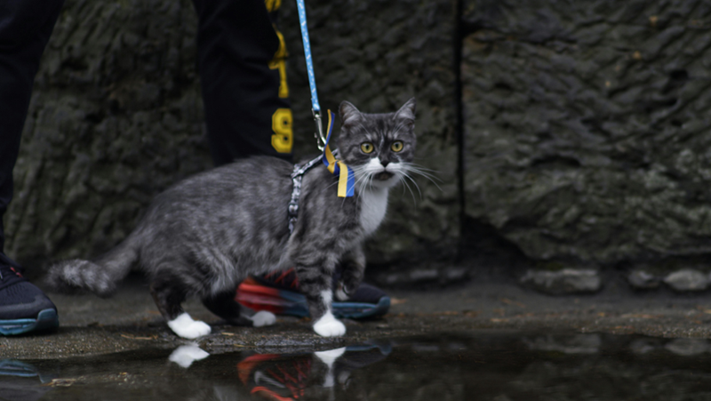 Can on a leash. A wall behind the cat, a puddle in front of the cat.