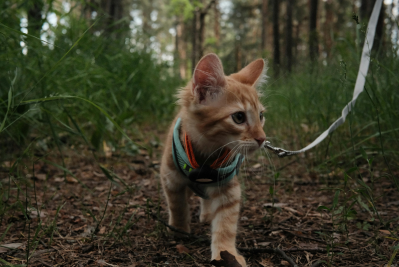 An orange kitten is walked on a leash in a forest.