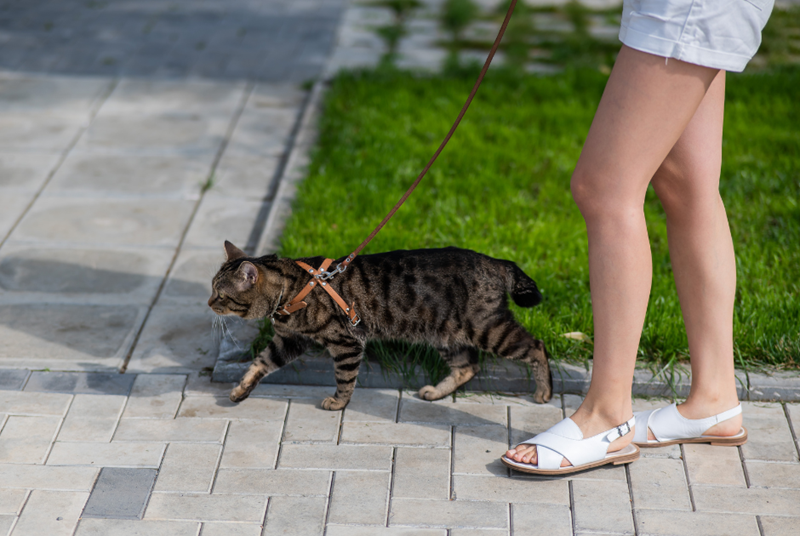 A tabby cat walking on a leash, held by a woman. They walk on a sidewalk next to a green yard.