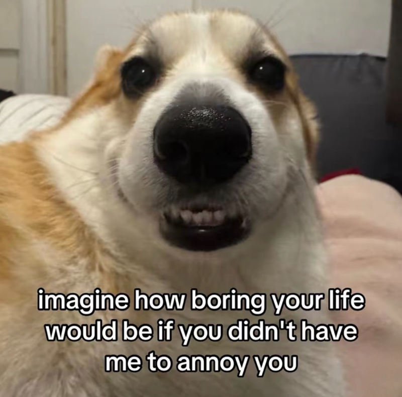 imagine how boring your life would be if you didn't have me to annoy you