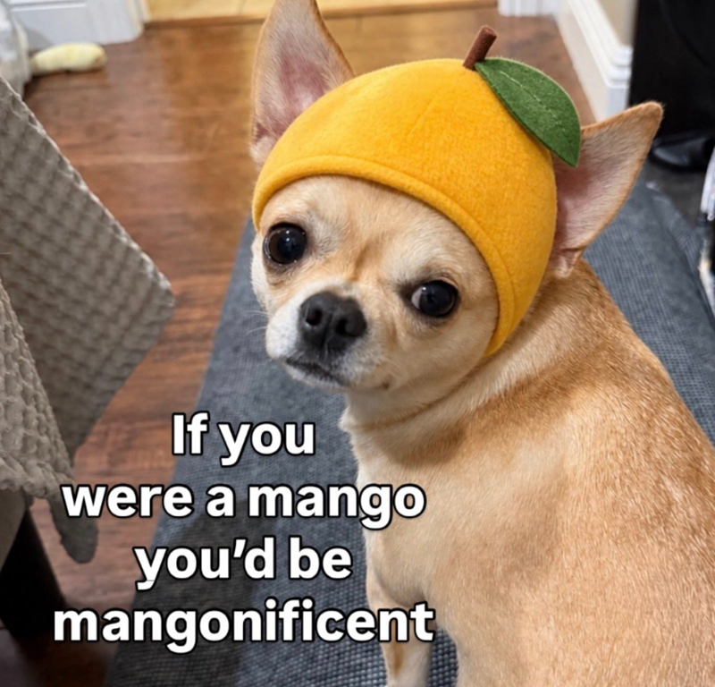If you were a mango you'd be mangonificent