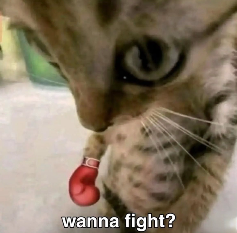 wanna fight?