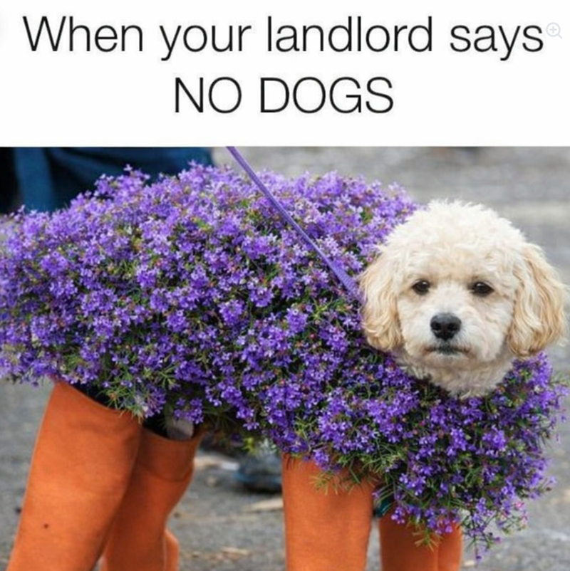 When your landlord says NO DOGS