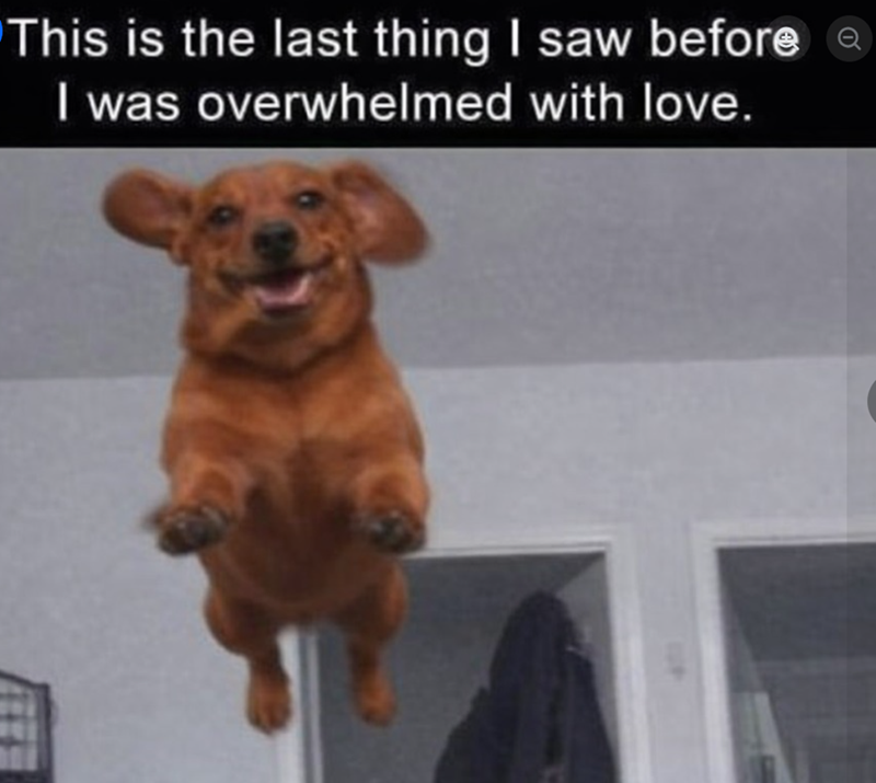 This is the last thing I saw before I was overwhelmed with love.