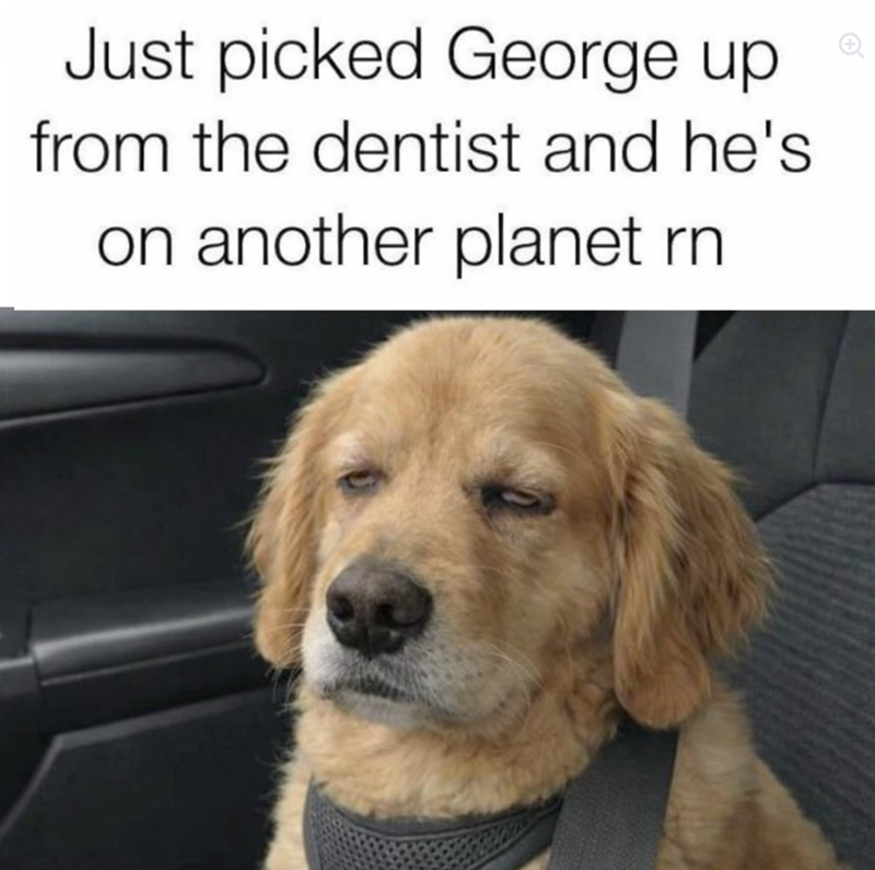 Just picked George up from the dentist and he's on another planet rn