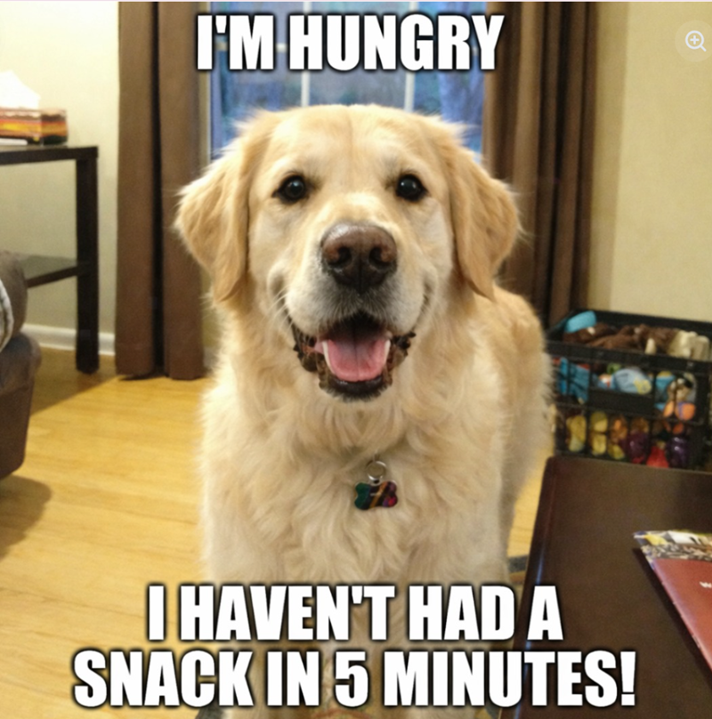 I'M HUNGRY I HAVEN'T HAD A SNACK IN 5 MINUTES!