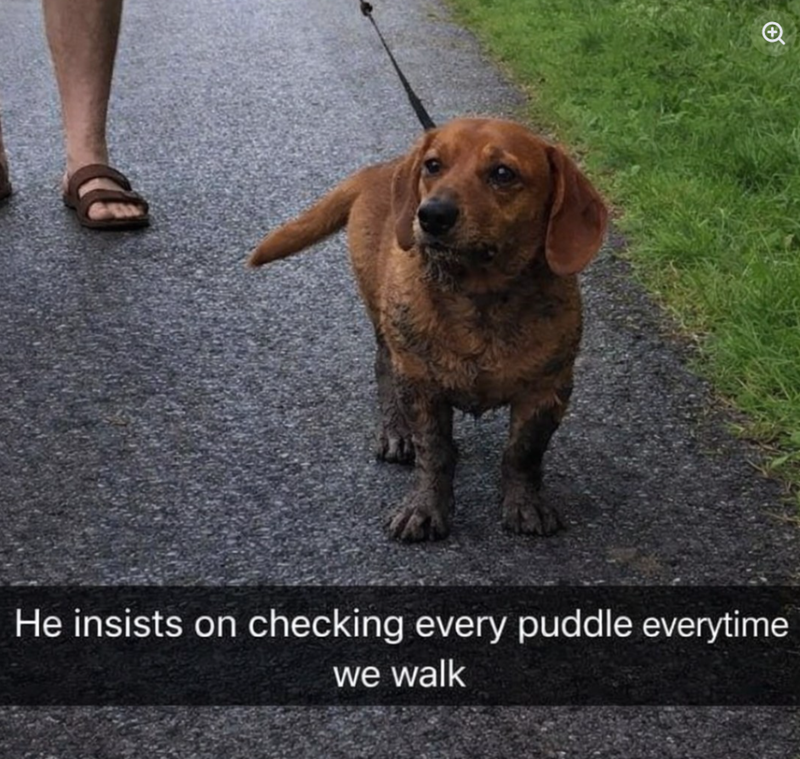 D He insists on checking every puddle everytime we walk