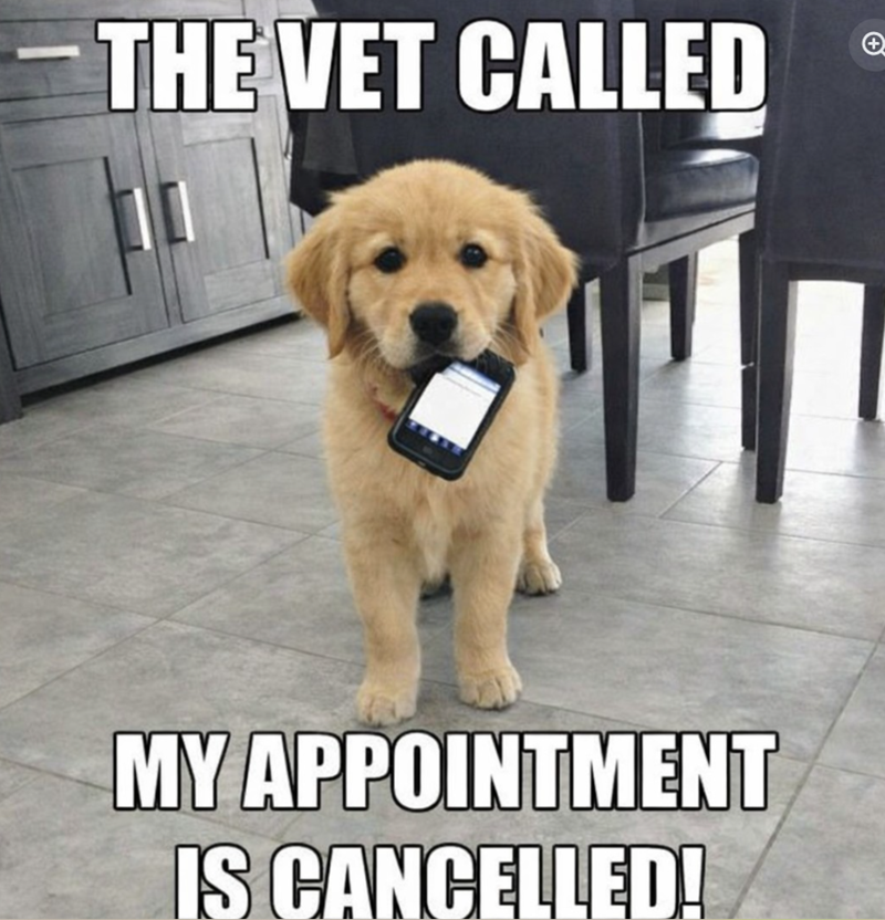 THE VET CALLED + MY APPOINTMENT IS CANCELLED!