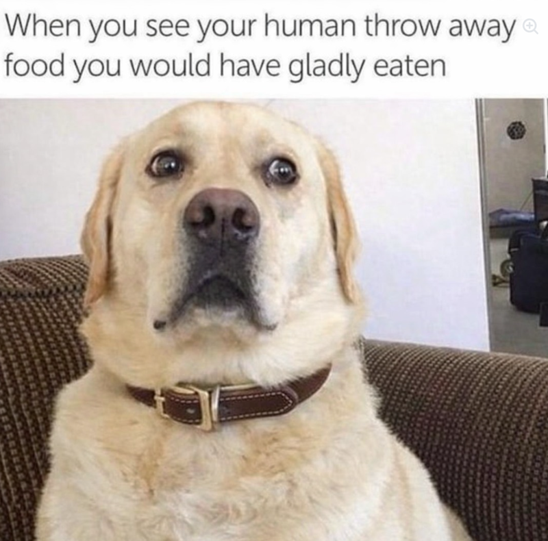 When you see your human throw away food you would have gladly eaten