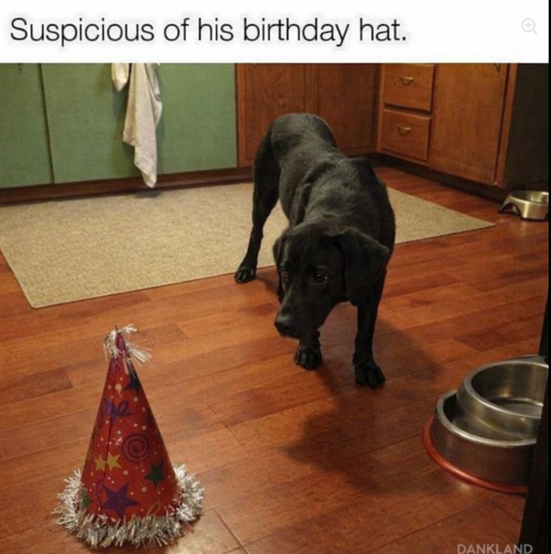 Suspicious of his birthday hat. DANKLAND