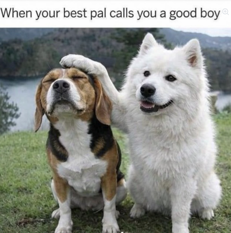 When your best pal calls you a good boy