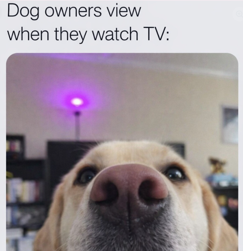 Dog owners view when they watch TV: