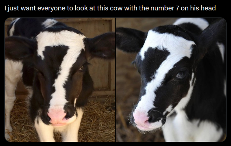 I just want everyone to look at this cow with the number 7 on his head