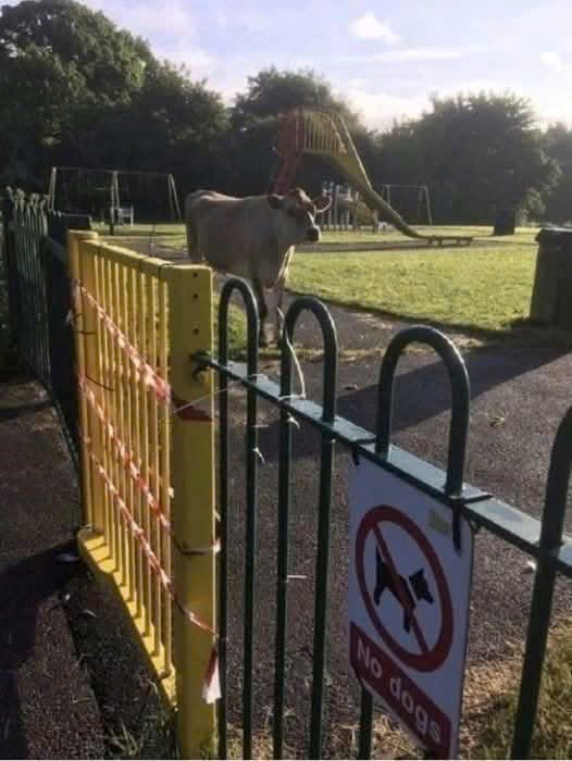 lc No dogs