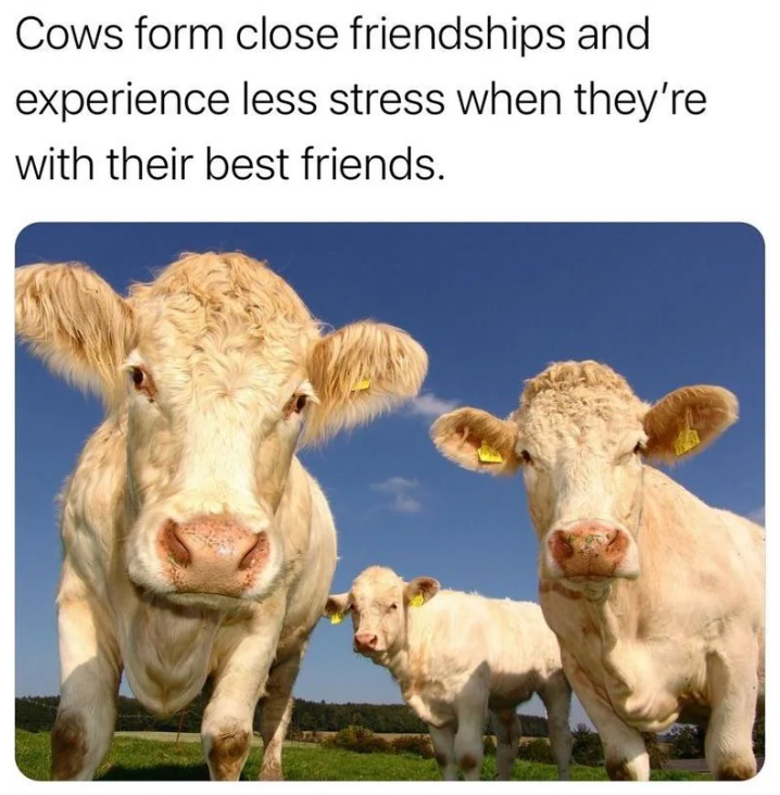 Cows form close friendships and experience less stress when they're with their best friends.