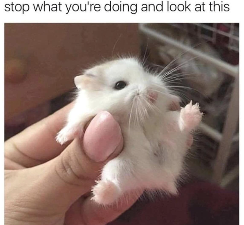 stop what you're doing and look at this
