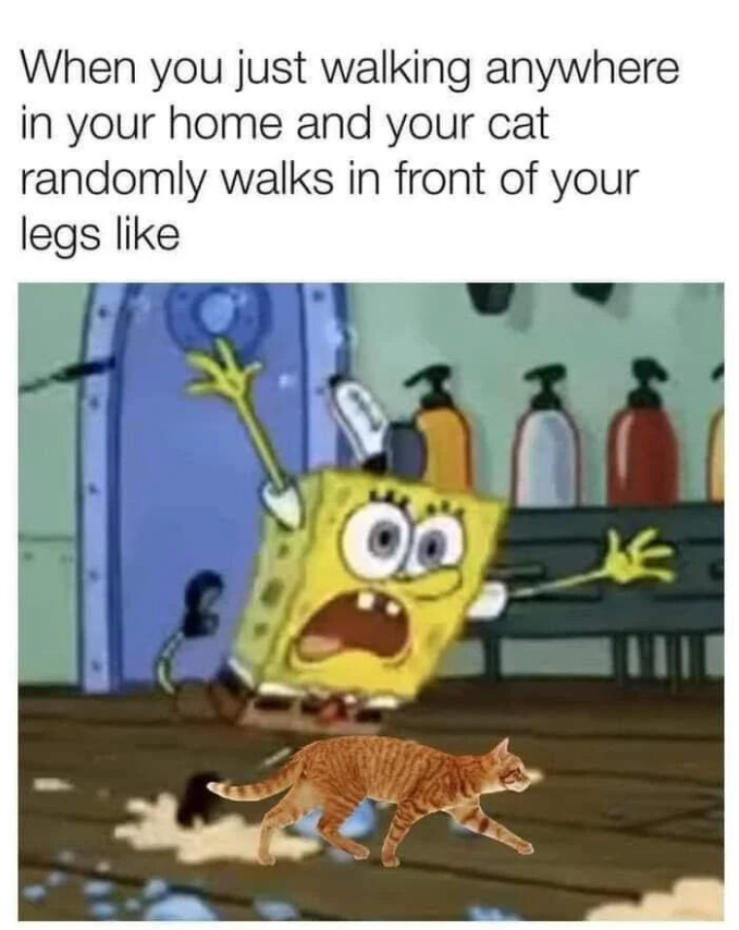 When you just walking anywhere in your home and your cat randomly walks in front of your legs like 茶