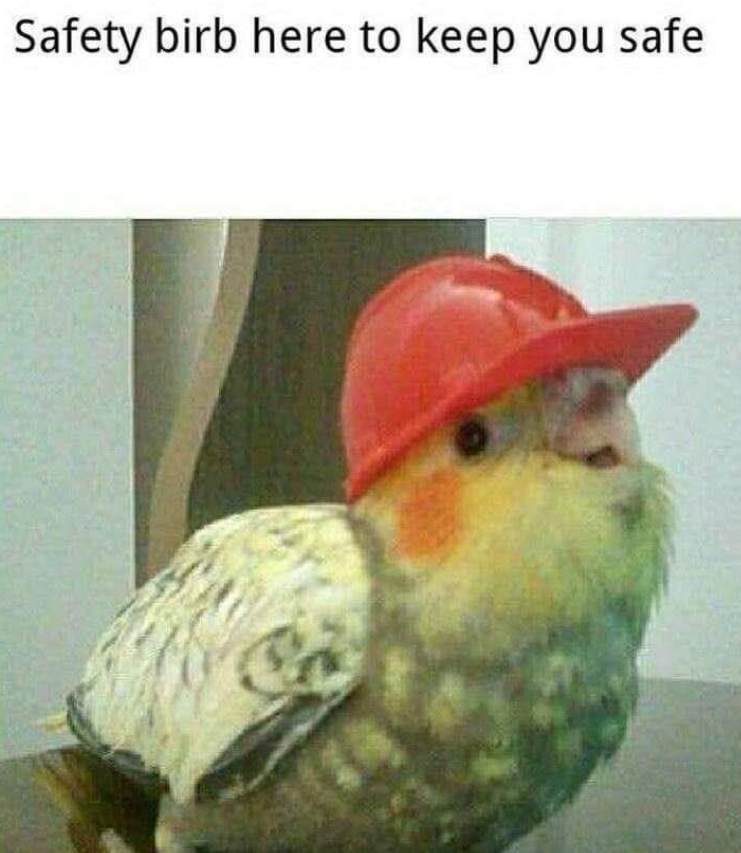 Safety birb here to keep you safe