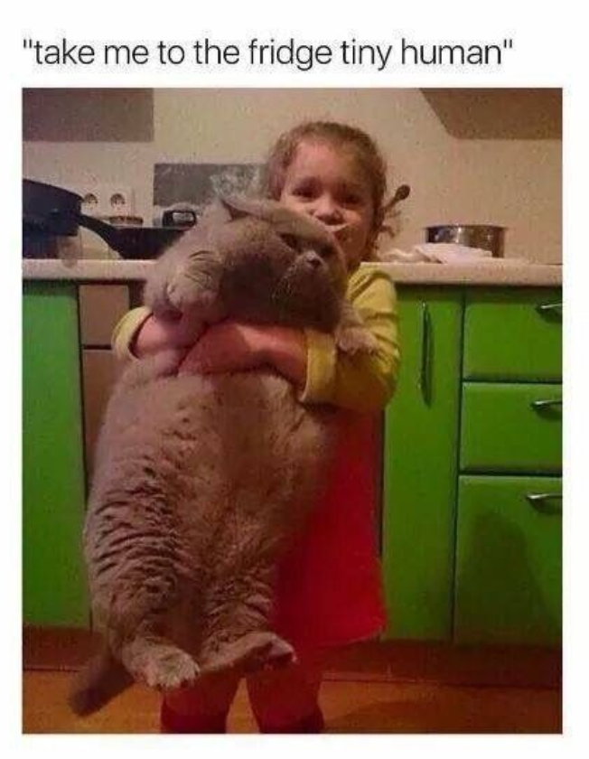 "take me to the fridge tiny human"