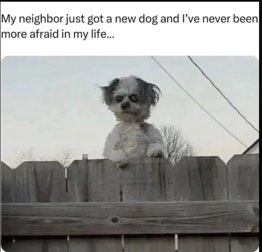 My neighbor just got a new dog and I've never been more afraid in my life...