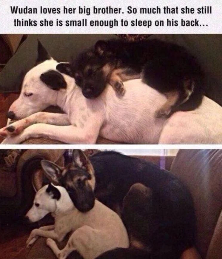 Wudan loves her big brother. So much that she still thinks she is small enough to sleep on his back...