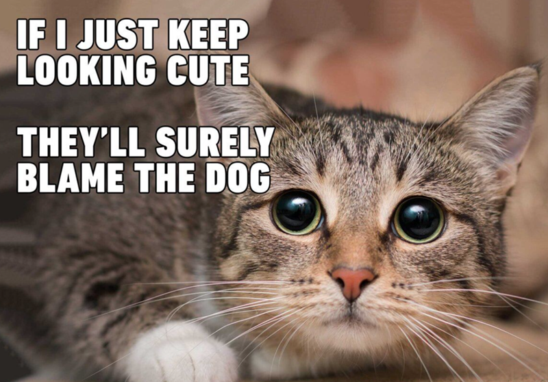 IF I JUST KEEP LOOKING CUTE THEY'LL SURELY BLAME THE DOG