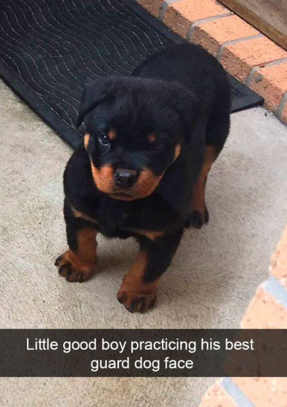 Little good boy practicing his best guard dog face