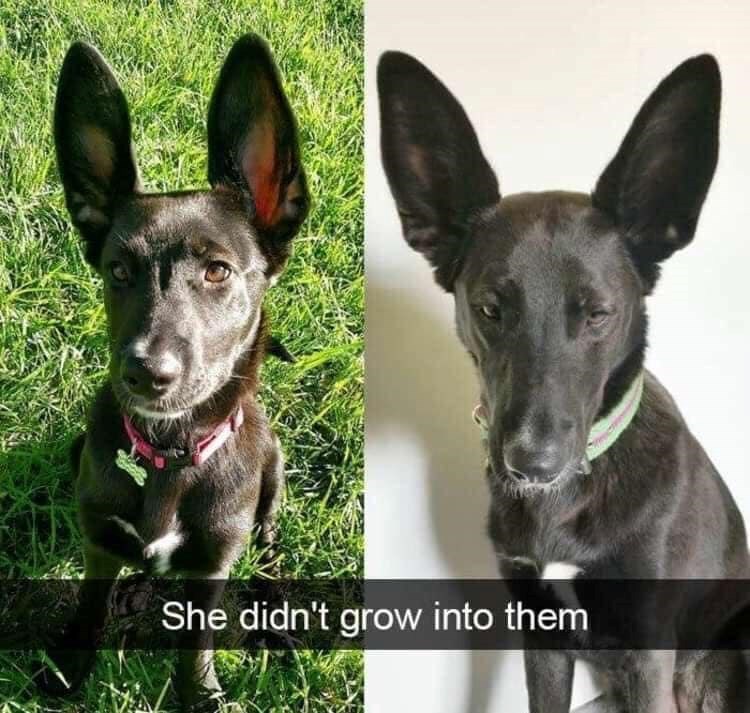 She didn't grow into them