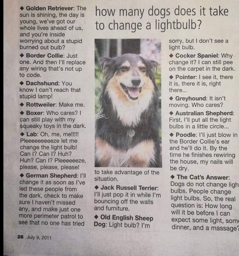 sun is shining, the day is Golden Retriever. The how many dogs does it take young, we've got our us, to change a lightbulb? whole of and you're inside worrying about a stupid burned out bulb? Border Collie: Just one. And then I'll replace any wiring that's not up to code. Dachshund: You know I can't reach that stupid lamp! Rottweiler: Make me. Boxer: Who cares? I can still play with my squeaky toys in the dark. Lab: Oh, me, me!!!!! Pleeeeeeeeeze let me change the light bulb! Can I? Can I? Huh? H