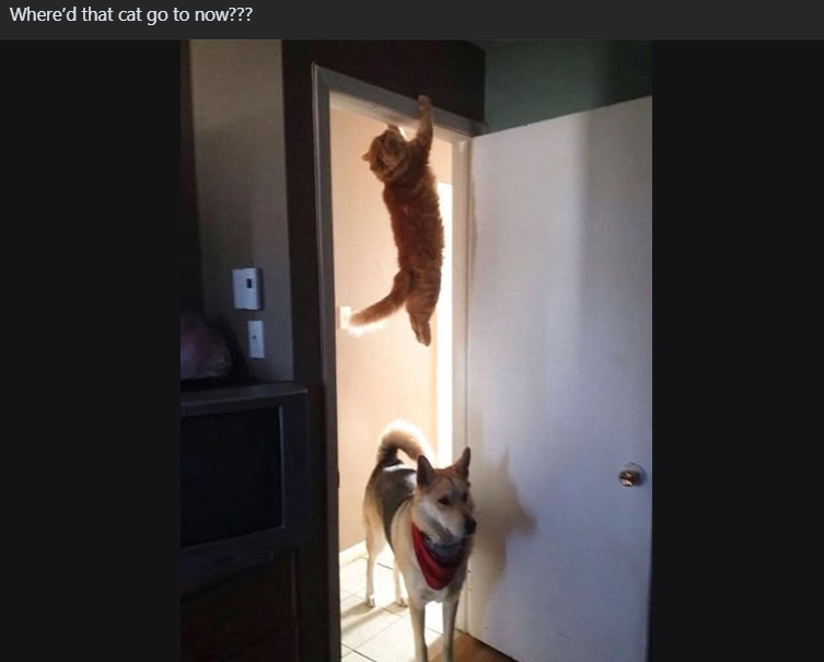 Where'd that cat go to now???