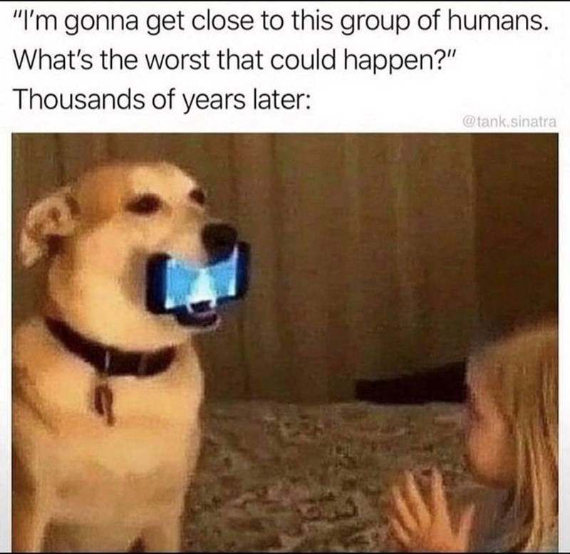 "I'm gonna get close to this group of humans. What's the worst that could happen?" Thousands of years later: @tank.sinatra
