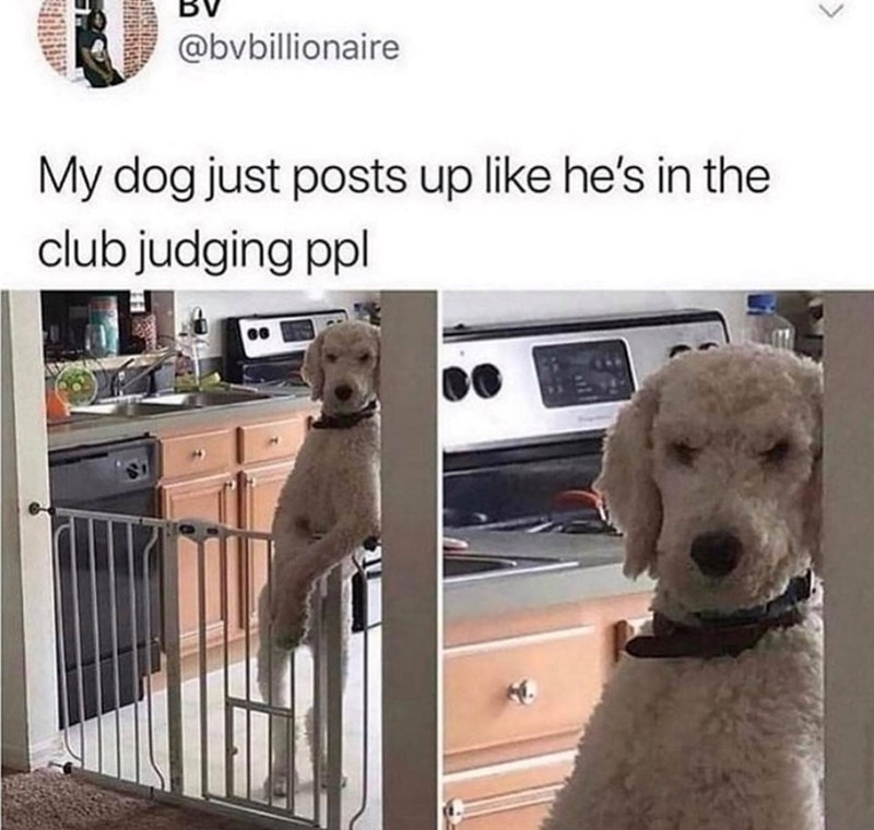 @bvbillionaire My dog just posts up like he's in the club judging ppl
