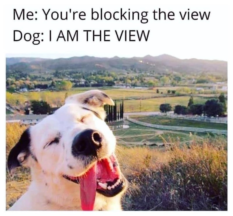 Me: You're blocking the view Dog: I AM THE VIEW