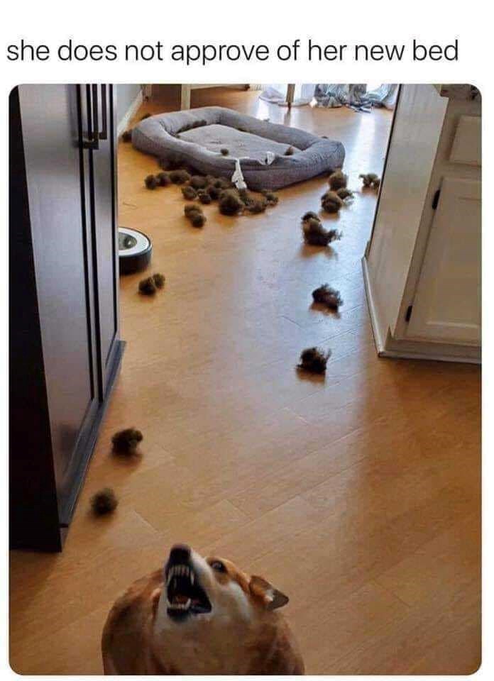 she does not approve of her new bed