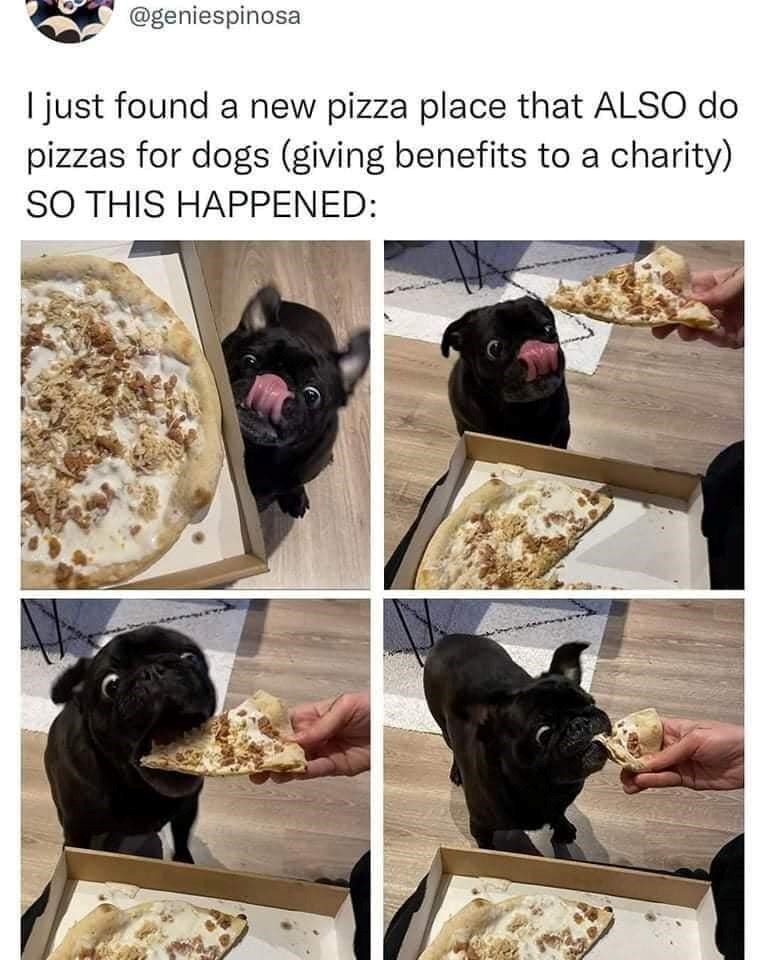 @geniespinosa I just found a new pizza place that ALSO do pizzas for dogs (giving benefits to a charity) SO THIS HAPPENED: