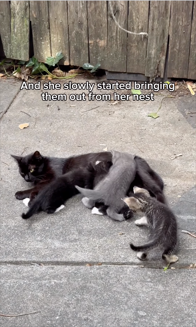 And she slowly started bringing them out from her nest