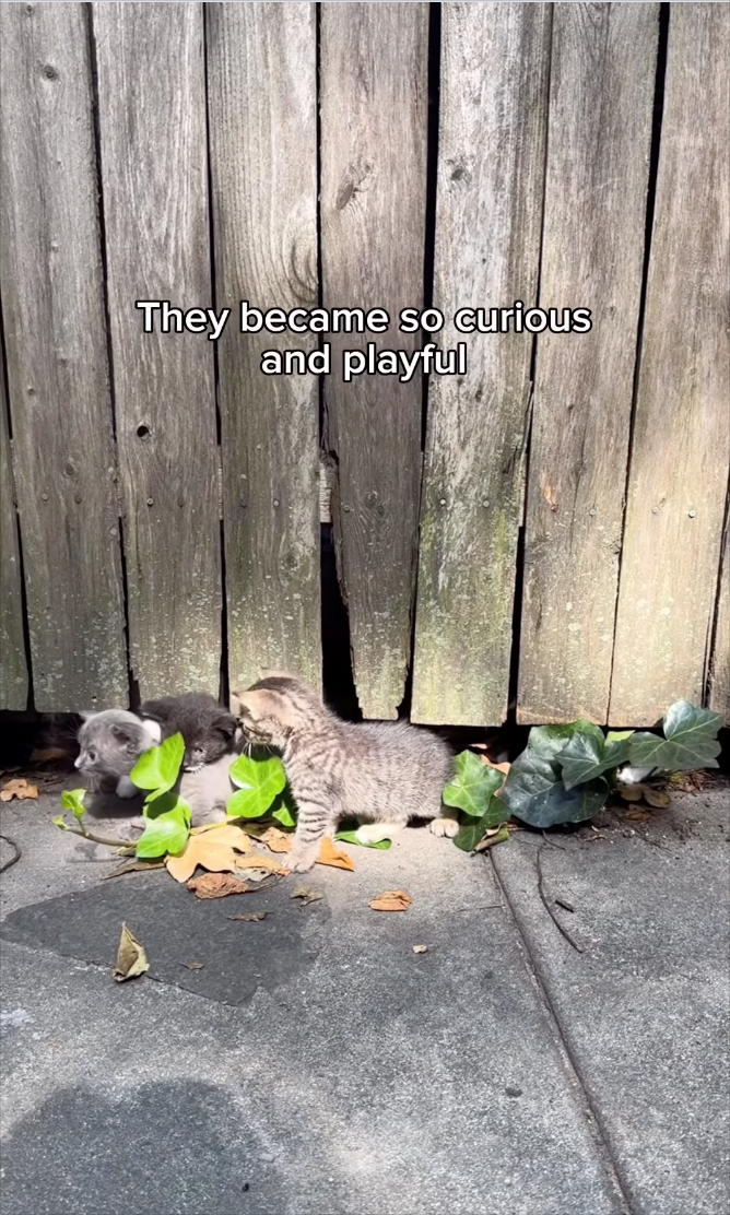 They became so curious and playful
