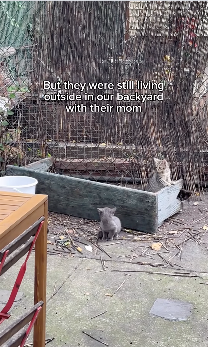 But they were still living outside in our backyard with their mom