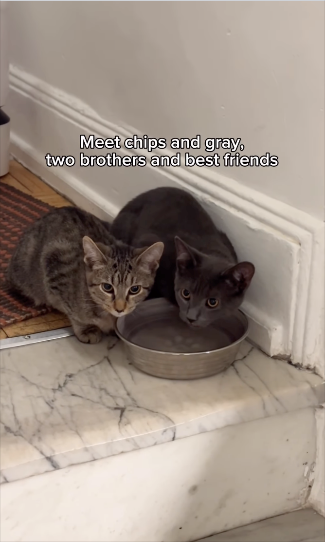 Meet chips and gray, two brothers and best friends