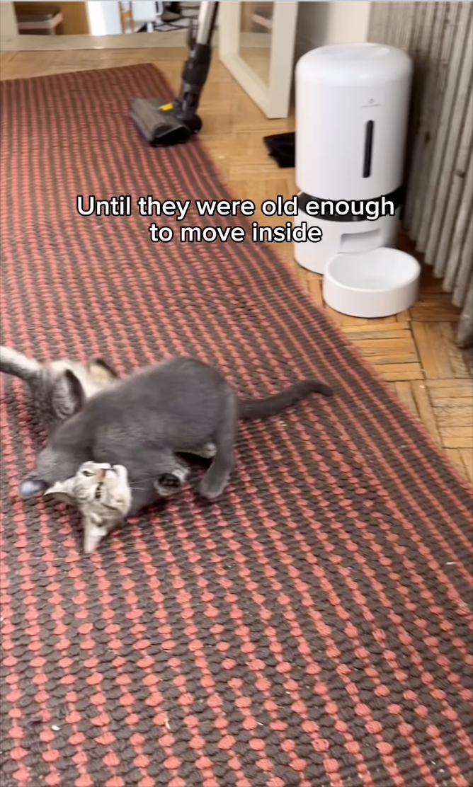 Until they were old enough to move inside