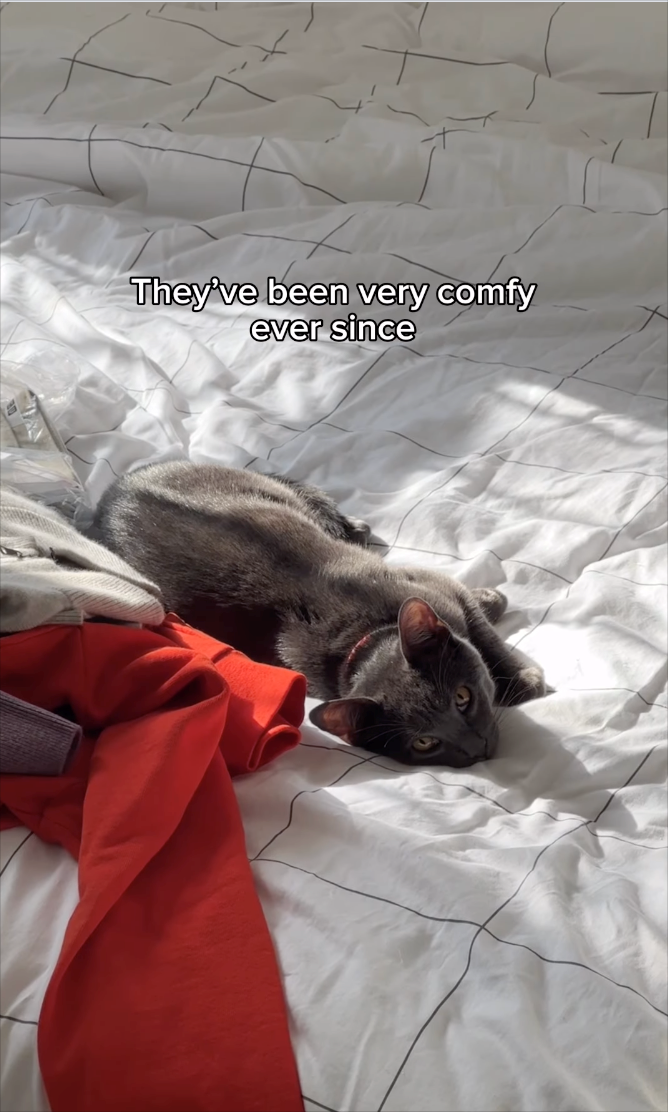 They've been very comfy ever since