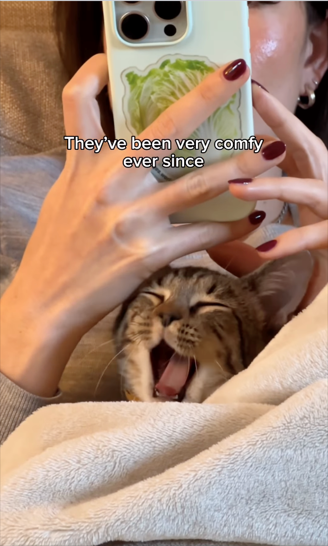 They've been very comfy ever since