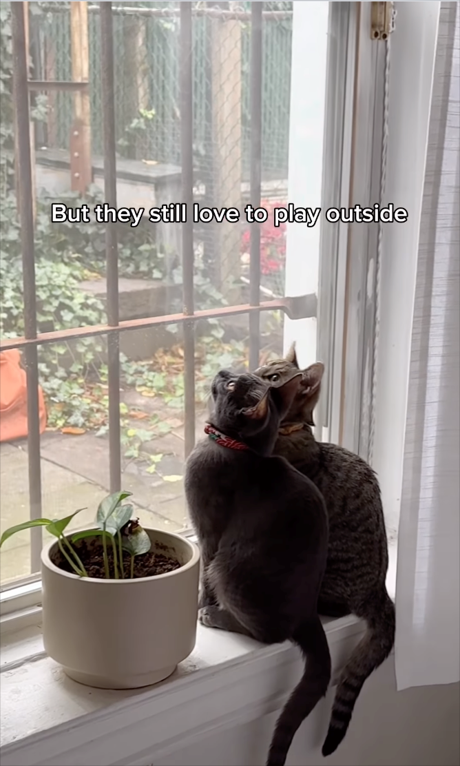 But they still love to play outside