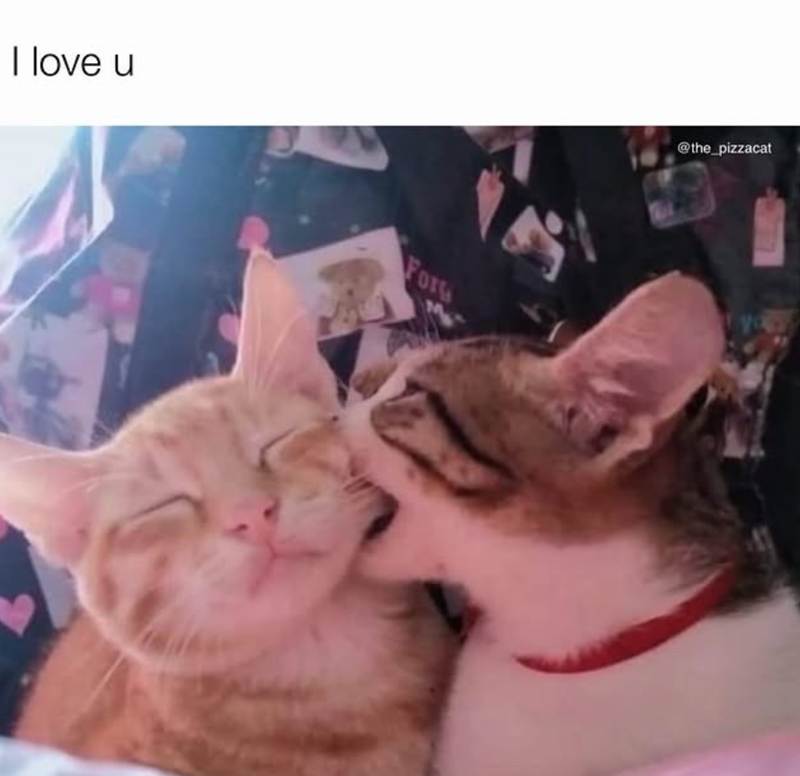 I love u Fors @the_pizzacat