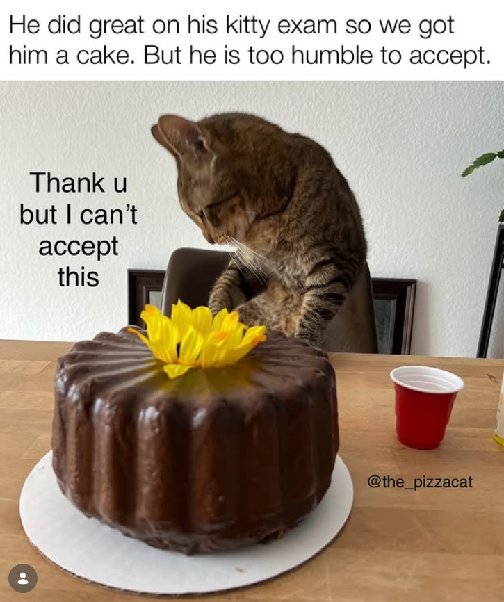 He did great on his kitty exam so we got him a cake. But he is too humble to accept. Thank u but I can't accept this @the_pizzacat