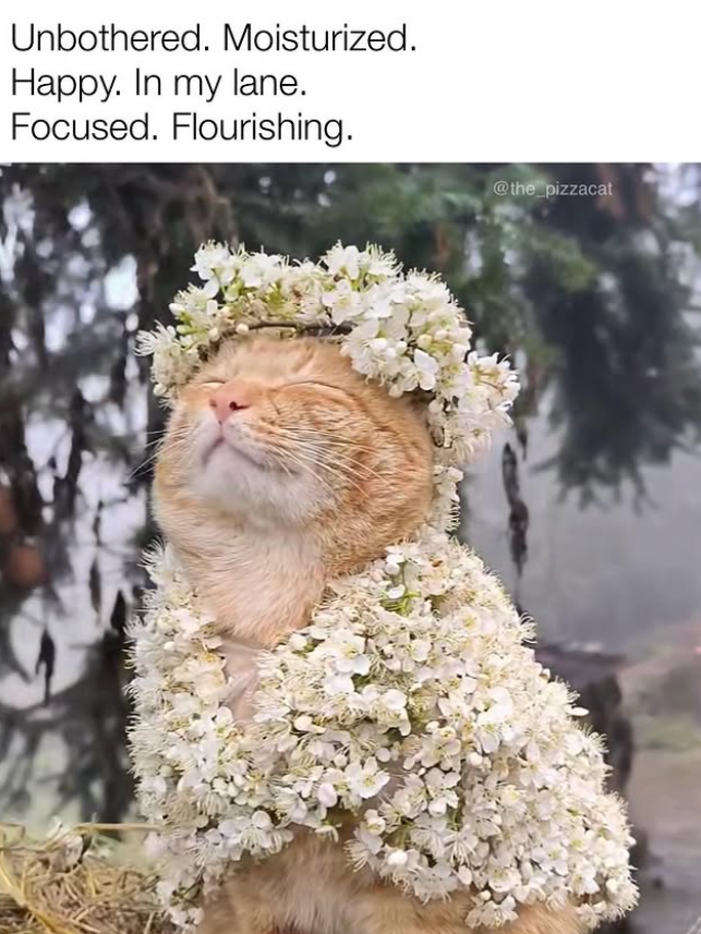 Unbothered. Moisturized. Happy. In my lane. Focused. Flourishing. @the_pizzacat