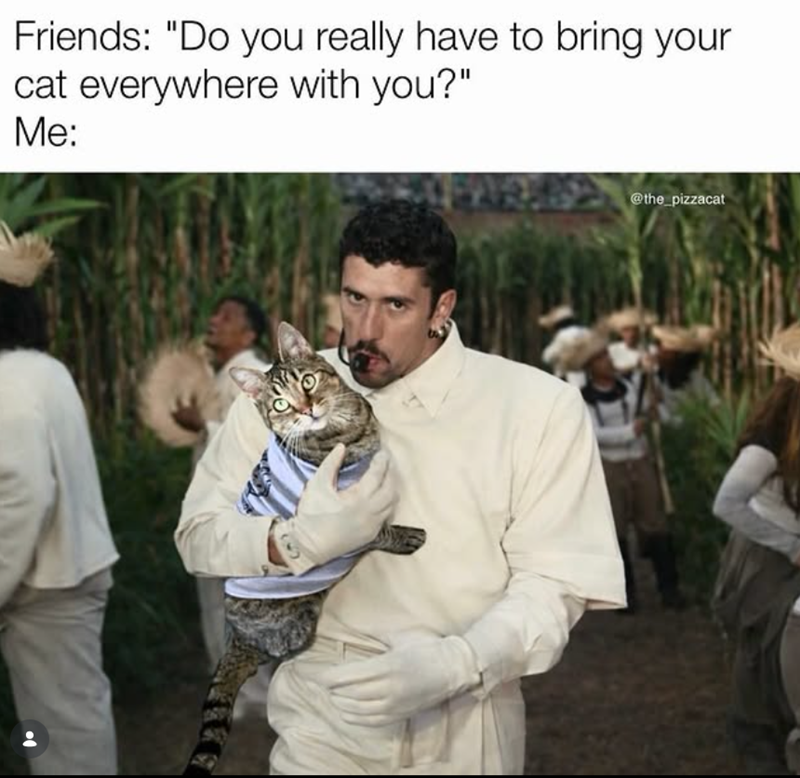 Friends: "Do you really have to bring your cat everywhere with you?" Me: ས་ ི @the_pizzacat