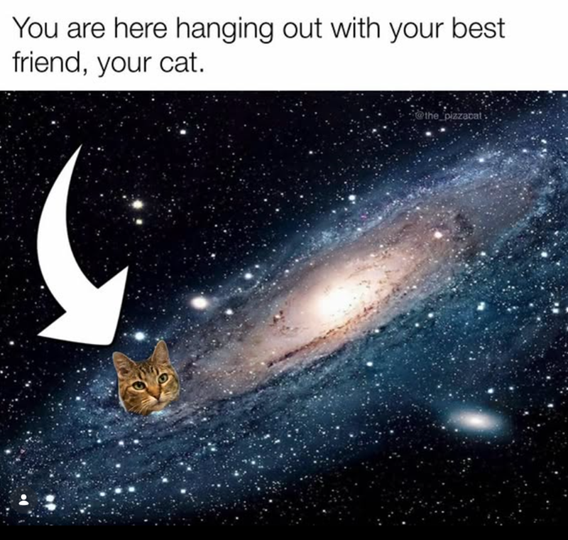 You are here hanging out with your best friend, your cat. @the_pizzacat
