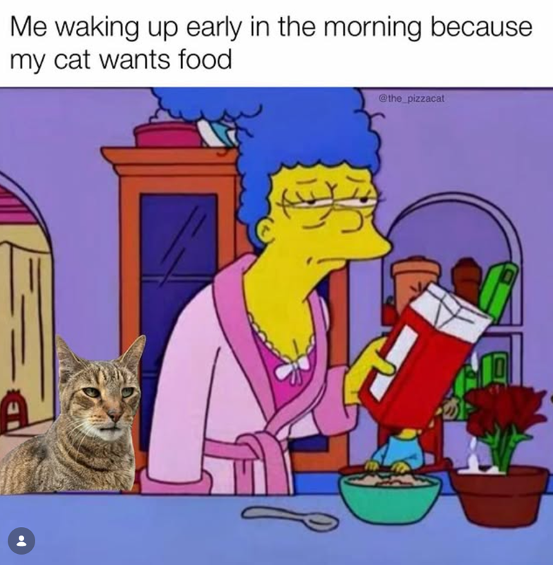 Me waking up early in the morning because my cat wants food @the_pizzacat