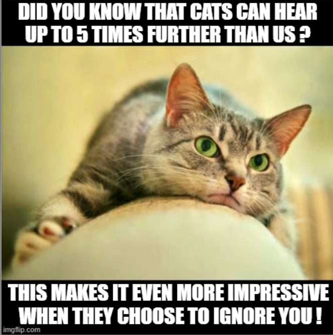 DID YOU KNOW THAT CATS CAN HEAR UP TO 5 TIMES FURTHER THAN US? THIS MAKES IT EVEN MORE IMPRESSIVE WHEN THEY CHOOSE TO IGNORE YOU! imgflip.com